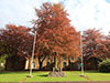 Lovely Copper Beach trees at RAF Little Rissington.