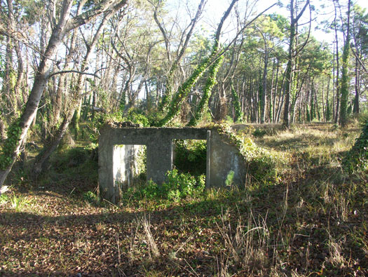 Ro425 ´Kora´, Ro429 'Korola', Ro424 'Käthe', Ile de Ré