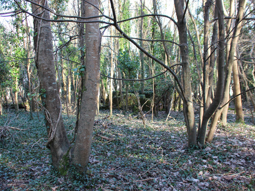 D8 Down Wood