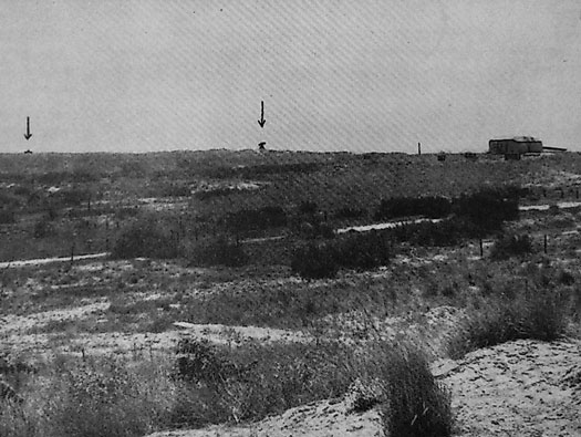 Ro425 ´Kora´, Ro429 'Korola', Ro424 'Käthe', Ile de Ré