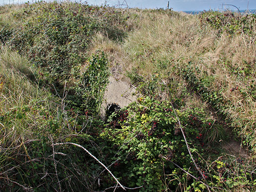 Alderney, M4 Wn 'Dohlenfest'