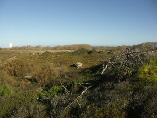 Ro425 ´Kora´, Ro429 'Korola', Ro424 'Käthe', Ile de Ré