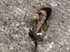 Tie down in the concrete hard stand.