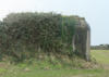 How it may look with all the undergrowth removed.