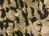 Different types of concrete camouflage.