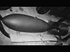 2000lb GP Bomb..