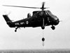 Dunking its Sonar.