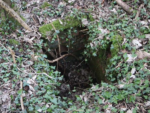 D8 Down Wood