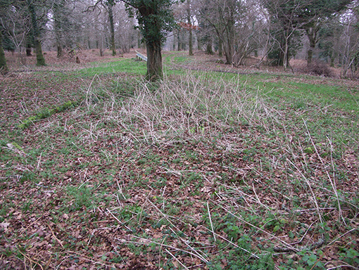 D3 Yellowham Wood
