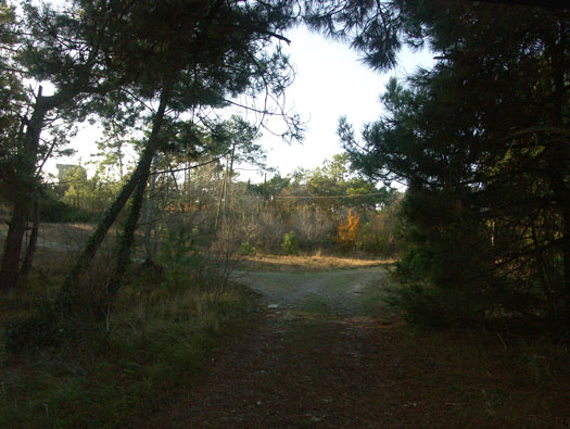 Ro425 ´Kora´, Ro429 'Korola', Ro424 'Käthe', Ile de Ré