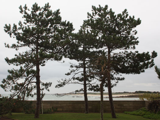 Wn119 Pointe de Landemer La Houe