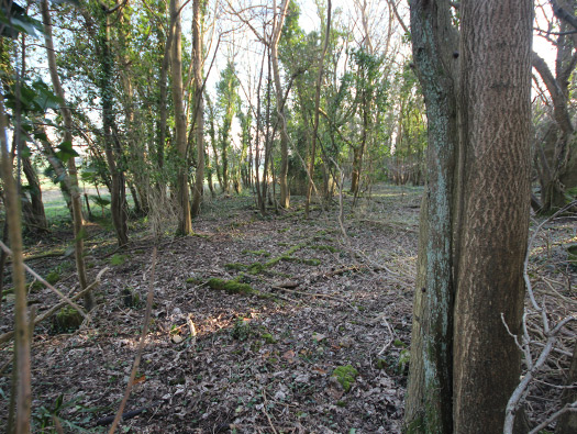 D8 Down Wood