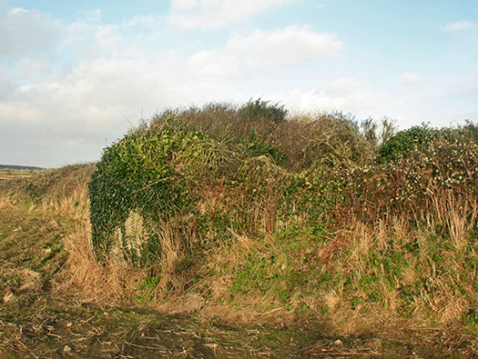 Section Heading