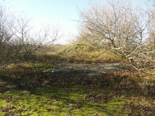 Ro425 ´Kora´, Ro429 'Korola', Ro424 'Käthe', Ile de Ré