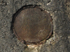 The extractor pipe may have had a grill like this.