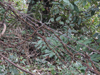 Barbed wire tangle.