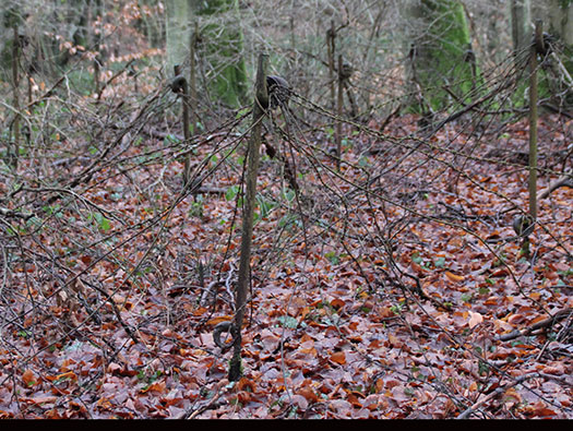Hobling (A23), Ligne Maginot