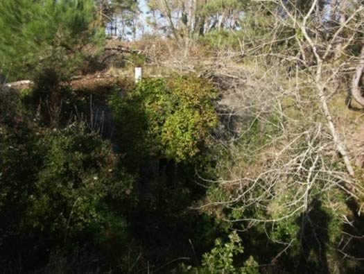 Ro425 ´Kora´, Ro429 'Korola', Ro424 'Käthe', Ile de Ré