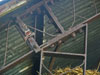 Framework and tin roofing.
