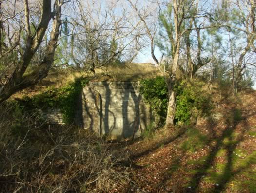 Ro425 ´Kora´, Ro429 'Korola', Ro424 'Käthe', Ile de Ré