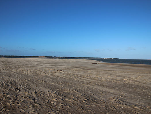 Gi03 'Holland' Point du Galon d'Or