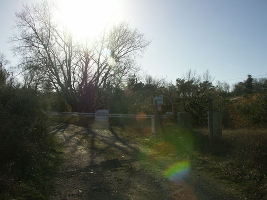 Ro425 ´Kora´, Ro429 'Korola', Ro424 'Käthe', Ile de Ré