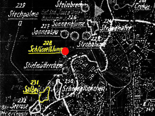 Wn228 Schlüsselblume Bassin Loubet