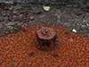 Turret thread and nut.