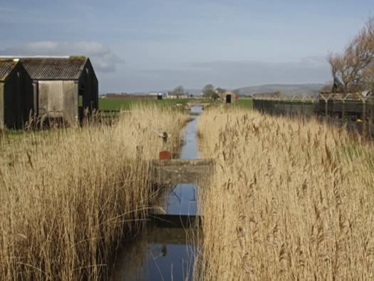 The Stream/River