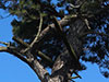 Sniper post in tree.