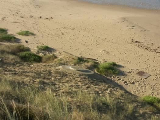 Ro425 ´Kora´, Ro429 'Korola', Ro424 'Käthe', Ile de Ré