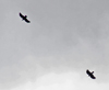 Two Choughs (Pyrrhocorax Pyrrhocorax) flying above us.