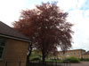 A tree at RAF Little Rissington preserved..
