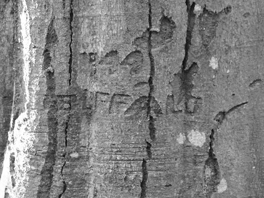 D3 Yellowham Wood