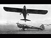Auster.