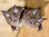 Greater horseshoe bats.