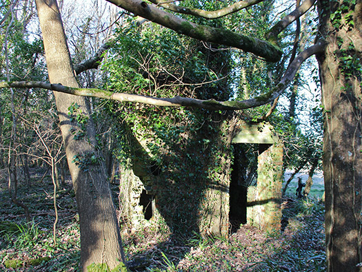 D8 Down Wood