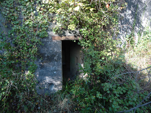 Ro425 ´Kora´, Ro429 'Korola', Ro424 'Käthe', Ile de Ré