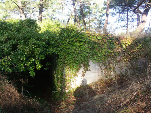Ro425 ´Kora´, Ro429 'Korola', Ro424 'Käthe', Ile de Ré