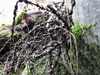 Barbed wire.