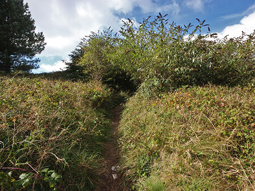 Alderney, M5 Wn 'Hafen-Süd'