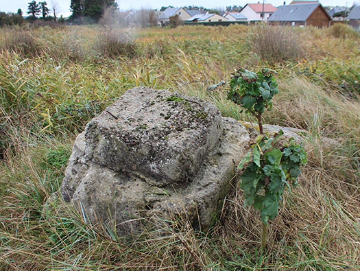 Wn36 Asnelles - Roseau Plage
