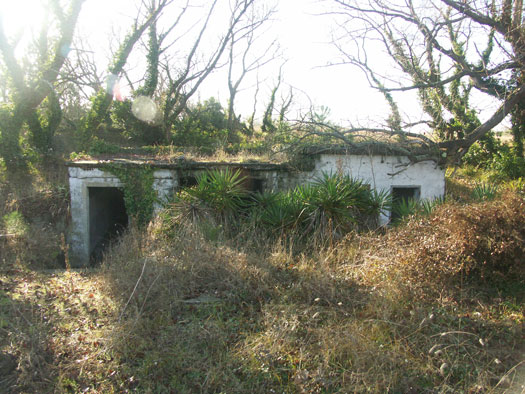 Ro425 ´Kora´, Ro429 'Korola', Ro424 'Käthe', Ile de Ré