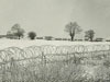 Barbed wire defence.