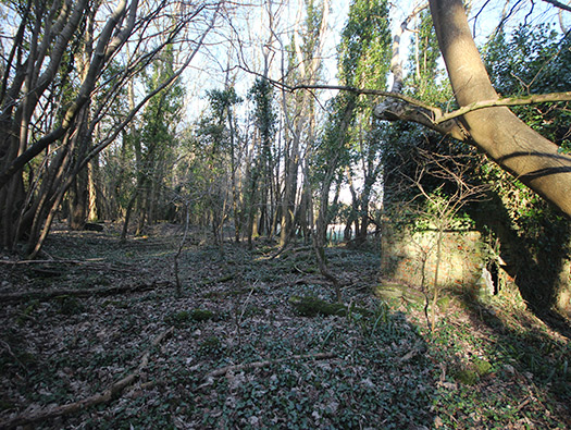 D8 Down Wood