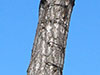 Ladder rungs.