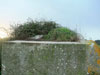 The last Tobruk on the perimeter.