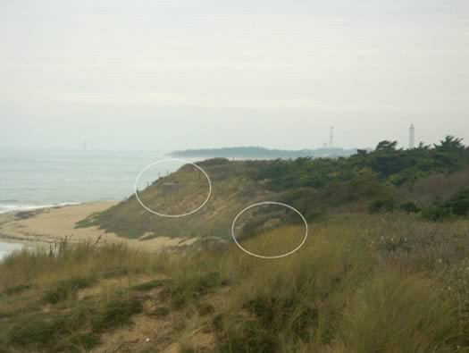 Ro425 ´Kora´, Ro429 'Korola', Ro424 'Käthe', Ile de Ré