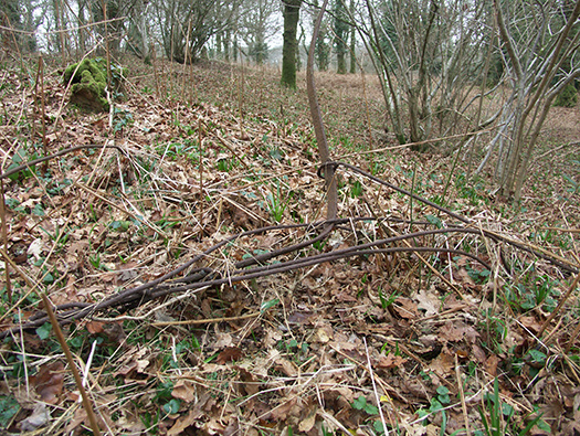 D3 Yellowham Wood