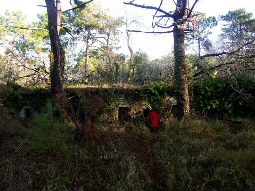 Ro425 ´Kora´, Ro429 'Korola', Ro424 'Käthe', Ile de Ré